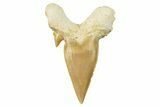 Fossil Shark Tooth (Otodus) - Large Specimen #259883-1